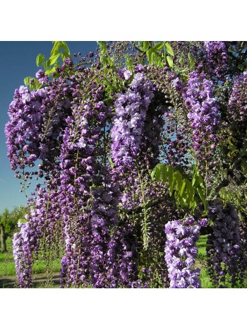 Вистерия  (Wisteria Black Dragon)
